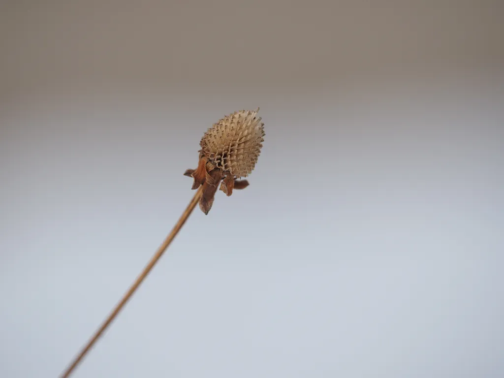 the remains of a dead coneflower